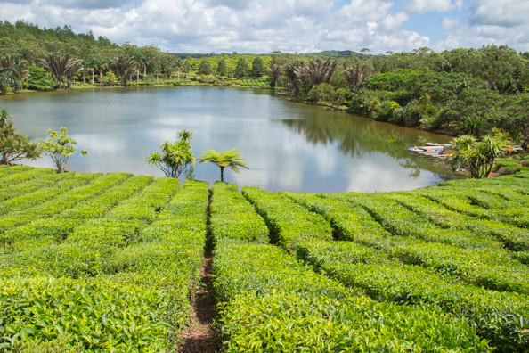 The Bois Cheri tea plantation on Mauritius