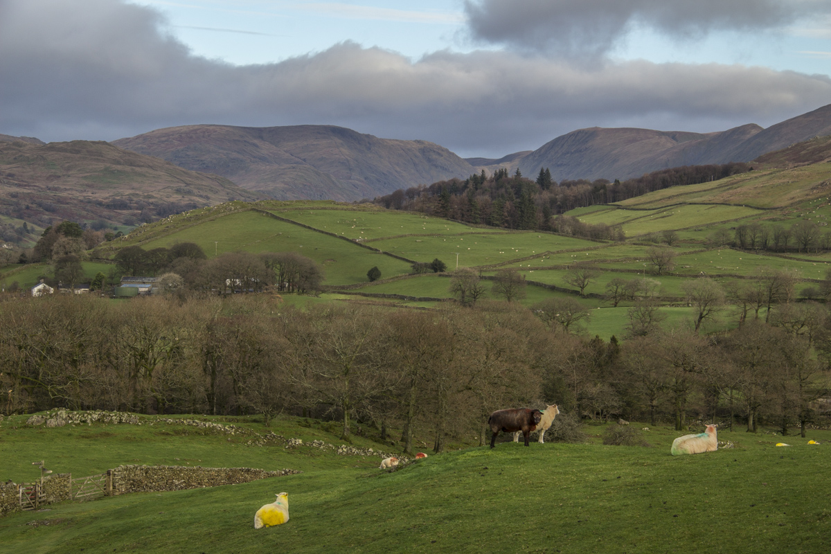 The Countryside above Windermere in the Lake District UK  0124