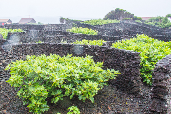 The cultivation of figs on Pico Island in the Azores