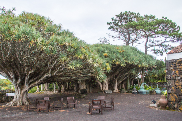 The dragon tree shrine at the Museo do Vinho on Pico Island in the Azores