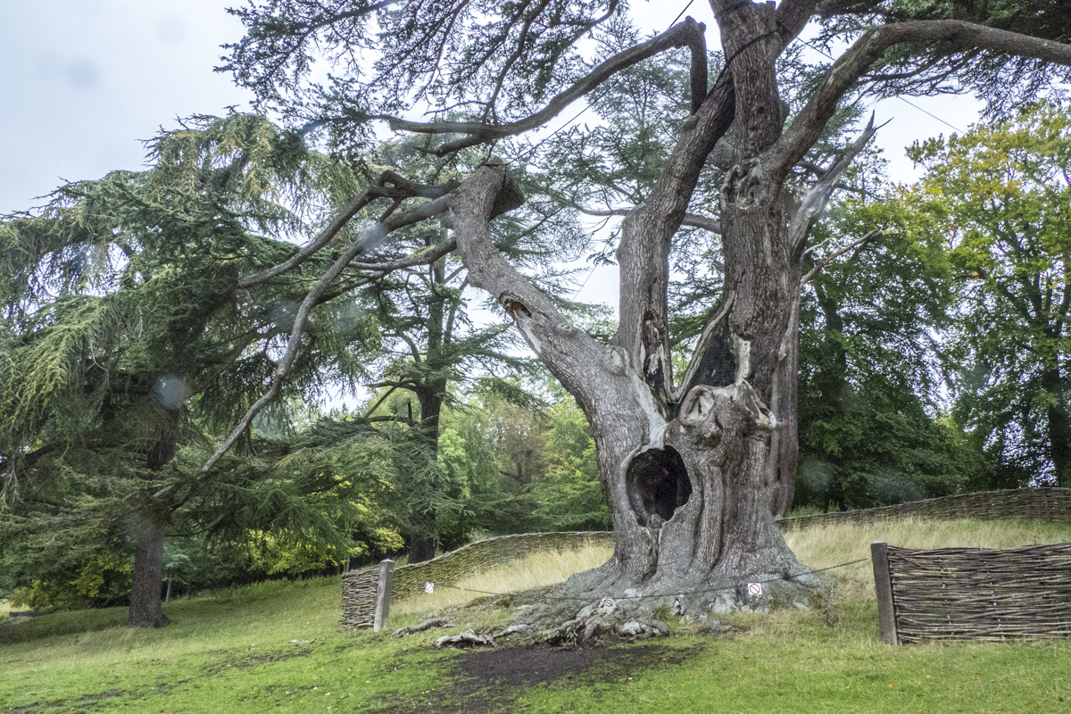 The Harry Potter Tree at Blenheim Palace in Woodstock  9301700