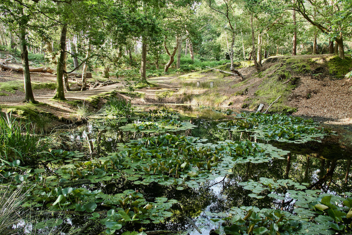 The Lily Pond on Brownsea Island in Dorset