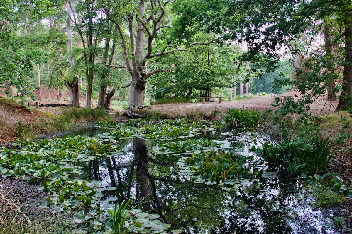 The Lily Pond on Brownsea Island in Dorset