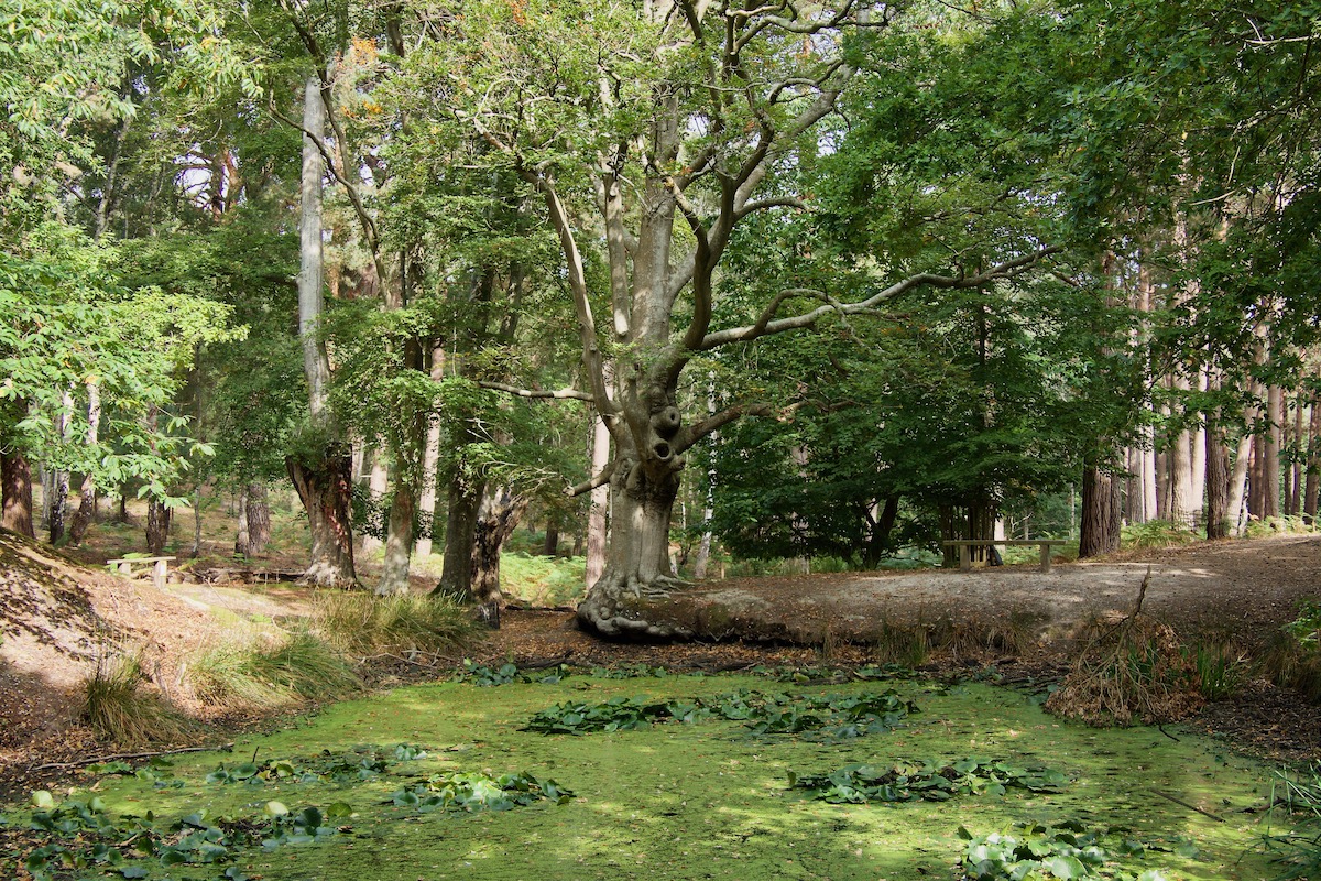 The Lily Pond on Brownsea Island