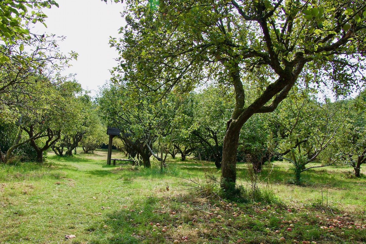 The Stanley Lord Orchard in Shenley, Herts
