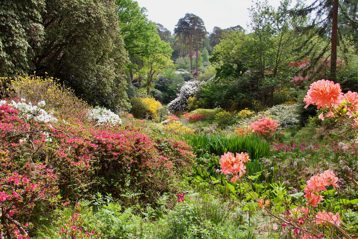 The View from The Dell in Leonardslee Gardens
