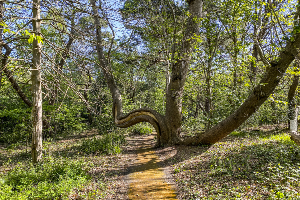 The Woods in Pinecliff Gardens, Canford Cliffs Village  6544