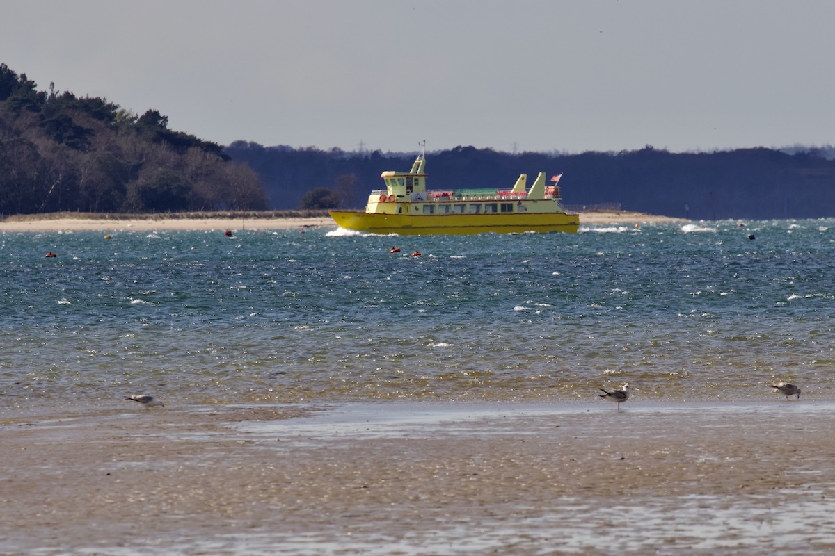 The Yellow Ferry Approaching Brownsea Island in Dorset