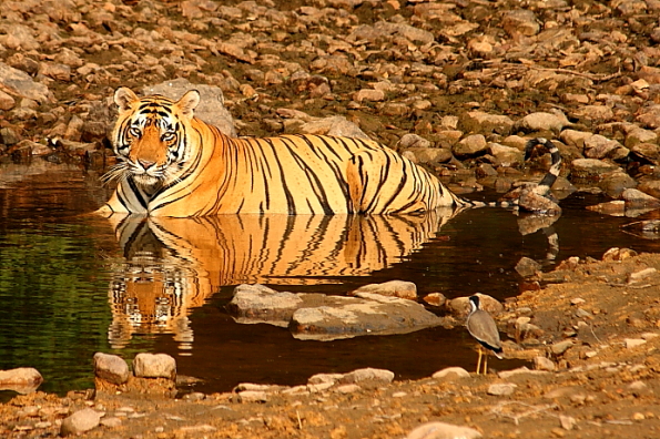 Tiger cooling off at Ranthambore in India