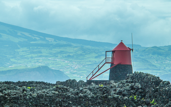 Vine growing landscape and windmill on Pico Island in the Azores
