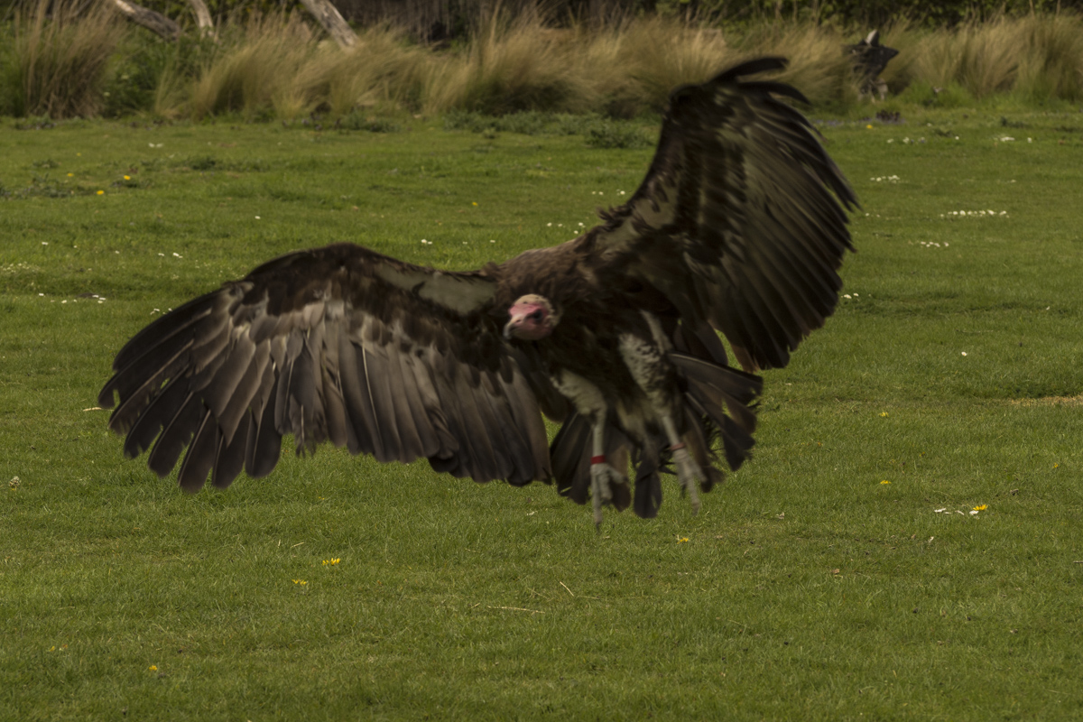 Vulture coming in to land at the Hawk Conservancy Andover 5024256