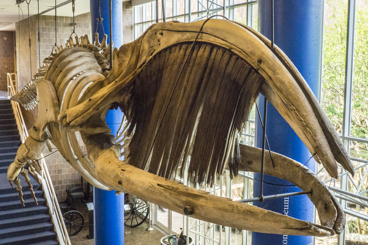 Whale Skeleton in the Charleston Museum in Charleston 4172475