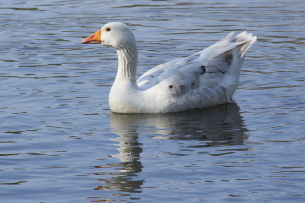 White grelag goose on the wildfowl lake in Poole Park, Poole