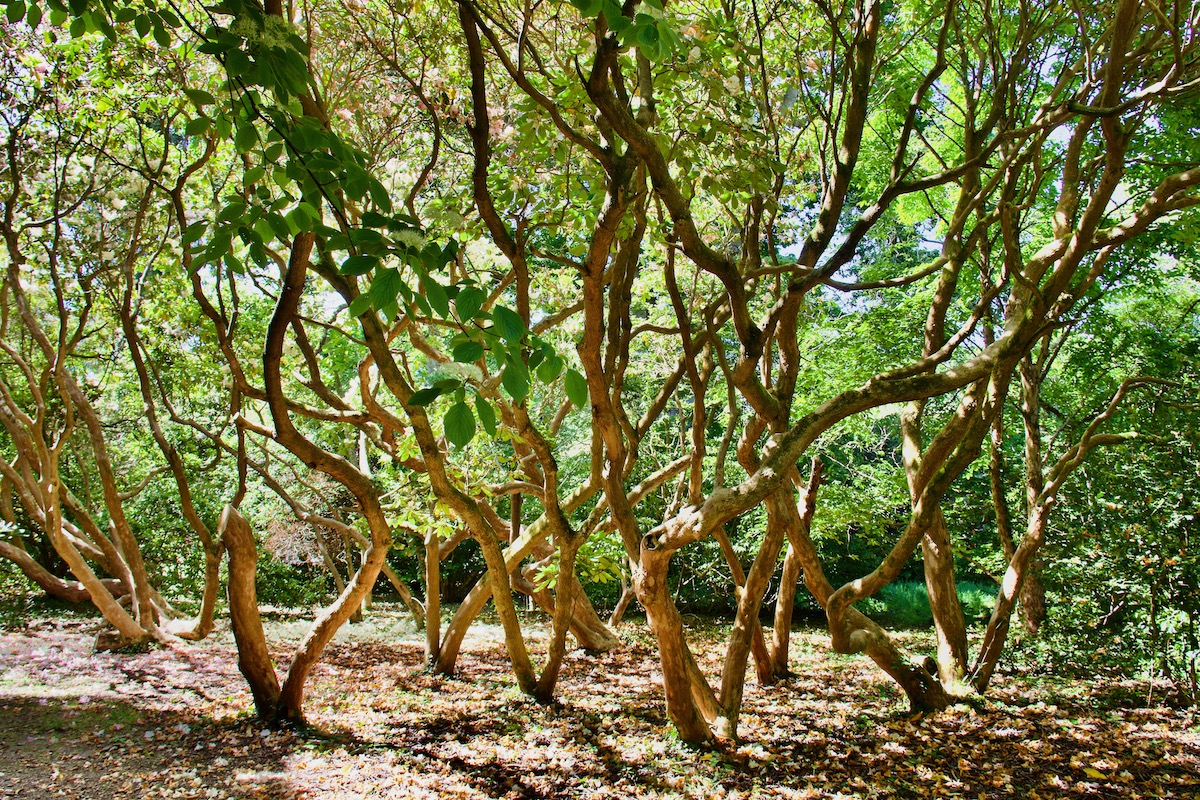 Wiggly Trees at Exbury Gardens in Hampshire