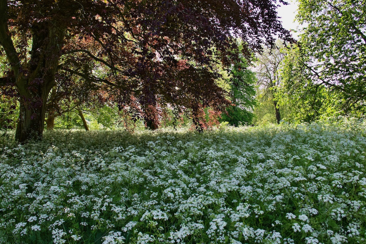 Wild Flowers Flourish at Houghton Lodge & Gardens