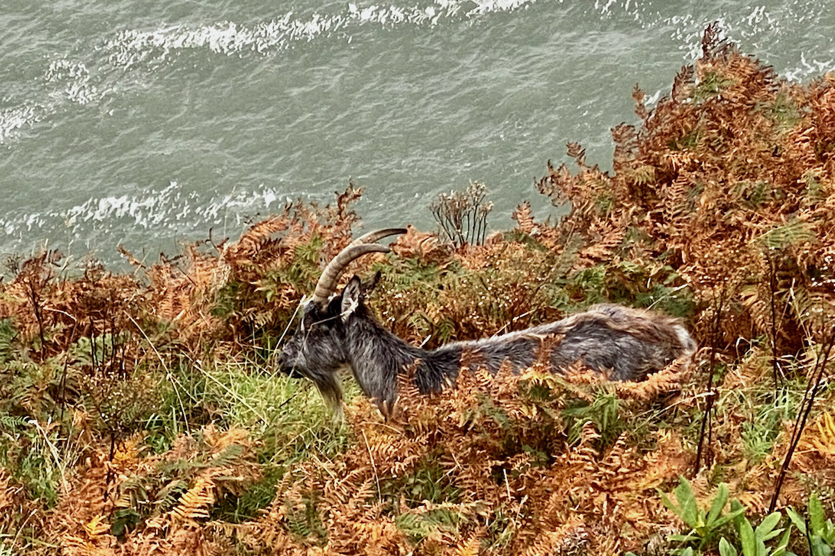 Wild Goat in he Valley of the Rocks in Lynton, Devon