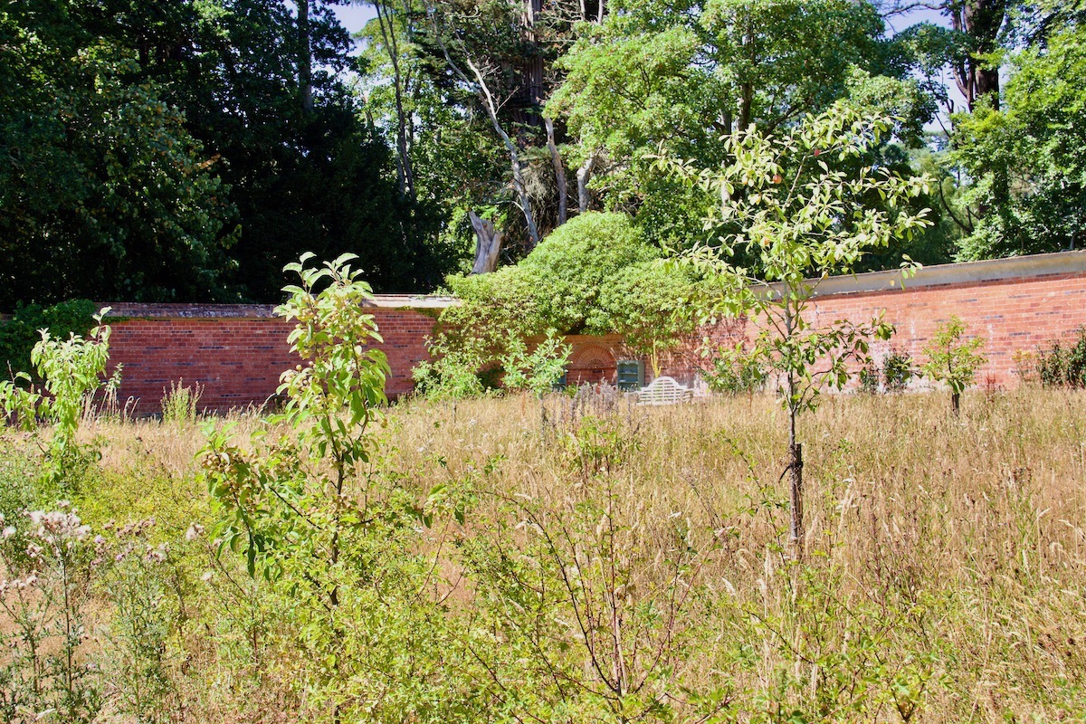 Wild Meadow and Orchard in Carey's Secret Garden near Wareham in Dorset