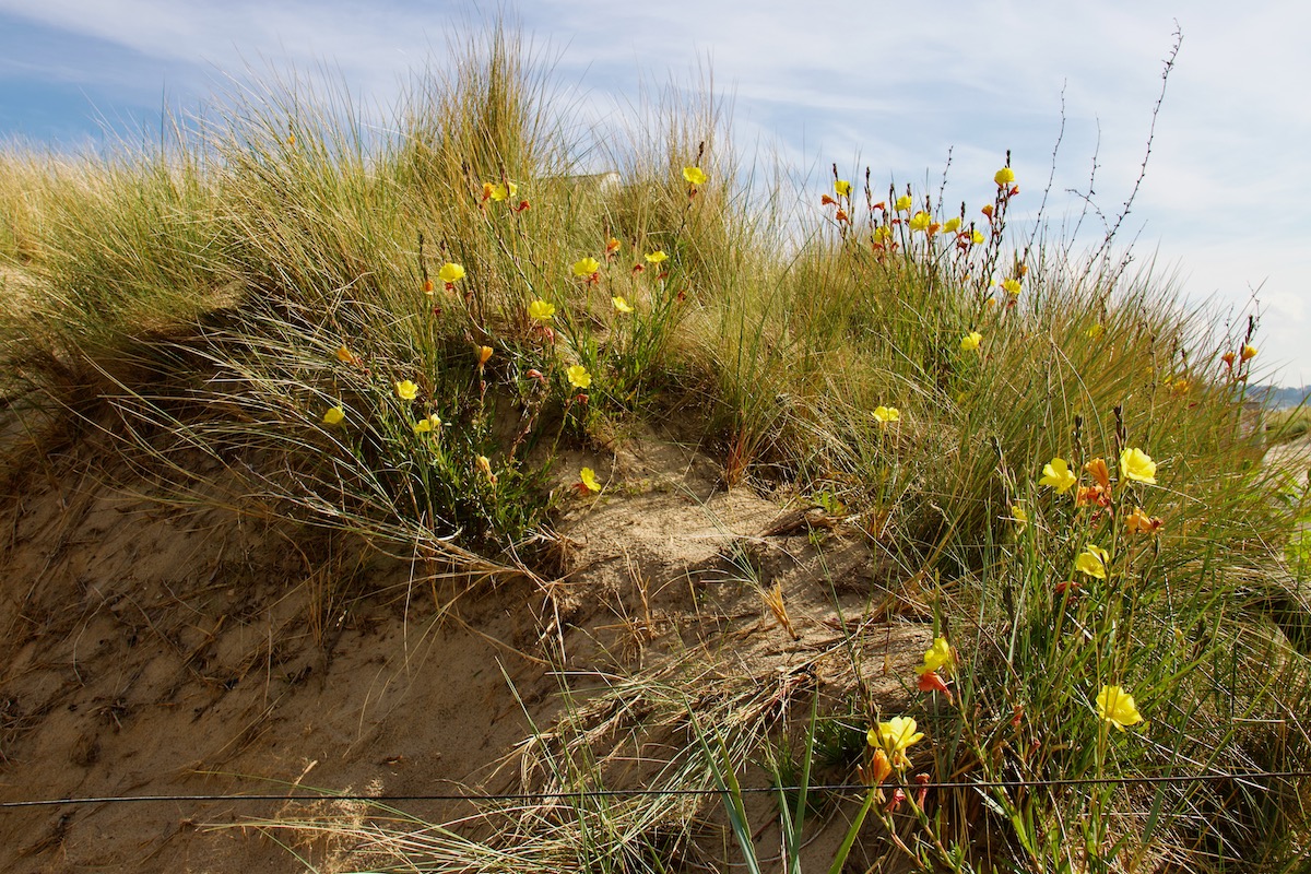 Wildflowers on the Dunes on Sandbanks Beach in Dorset