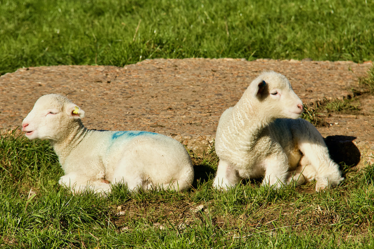 Winter Lambs