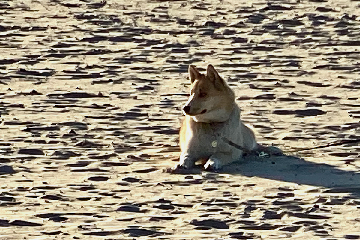 Wolfie in Contmplative Mood on Sandbanks Beach in Dorset