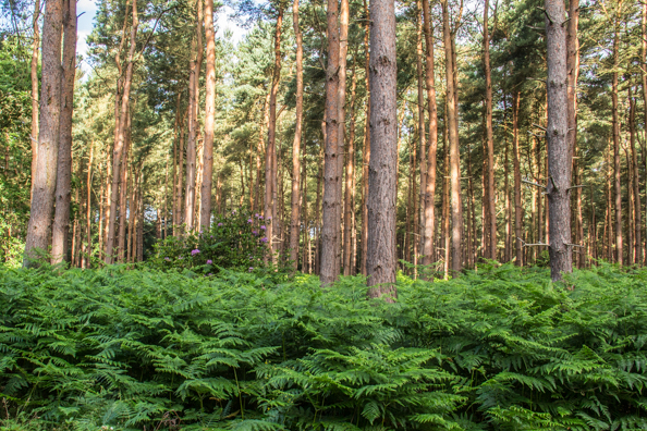 Woodland Walk in Sherwood Forest from Sherwood Hideaway