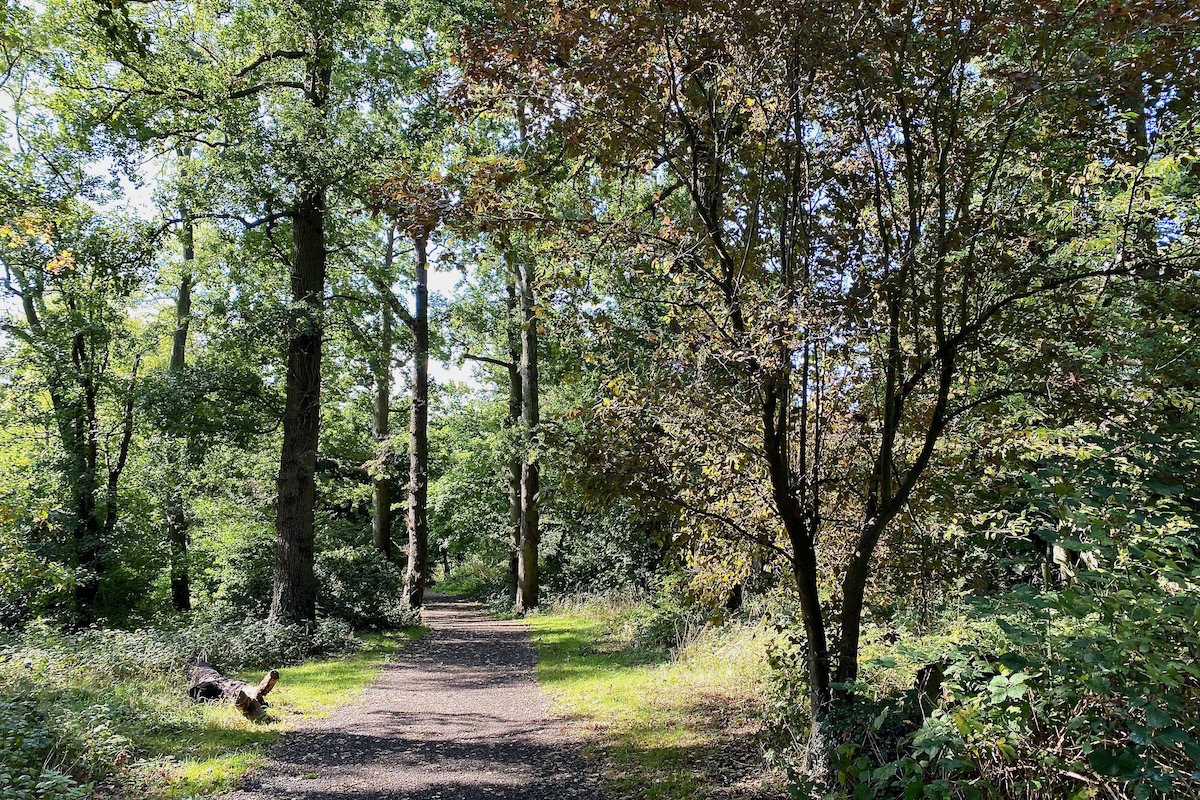 Woodland Walks Around Shenley, Hertfordshire