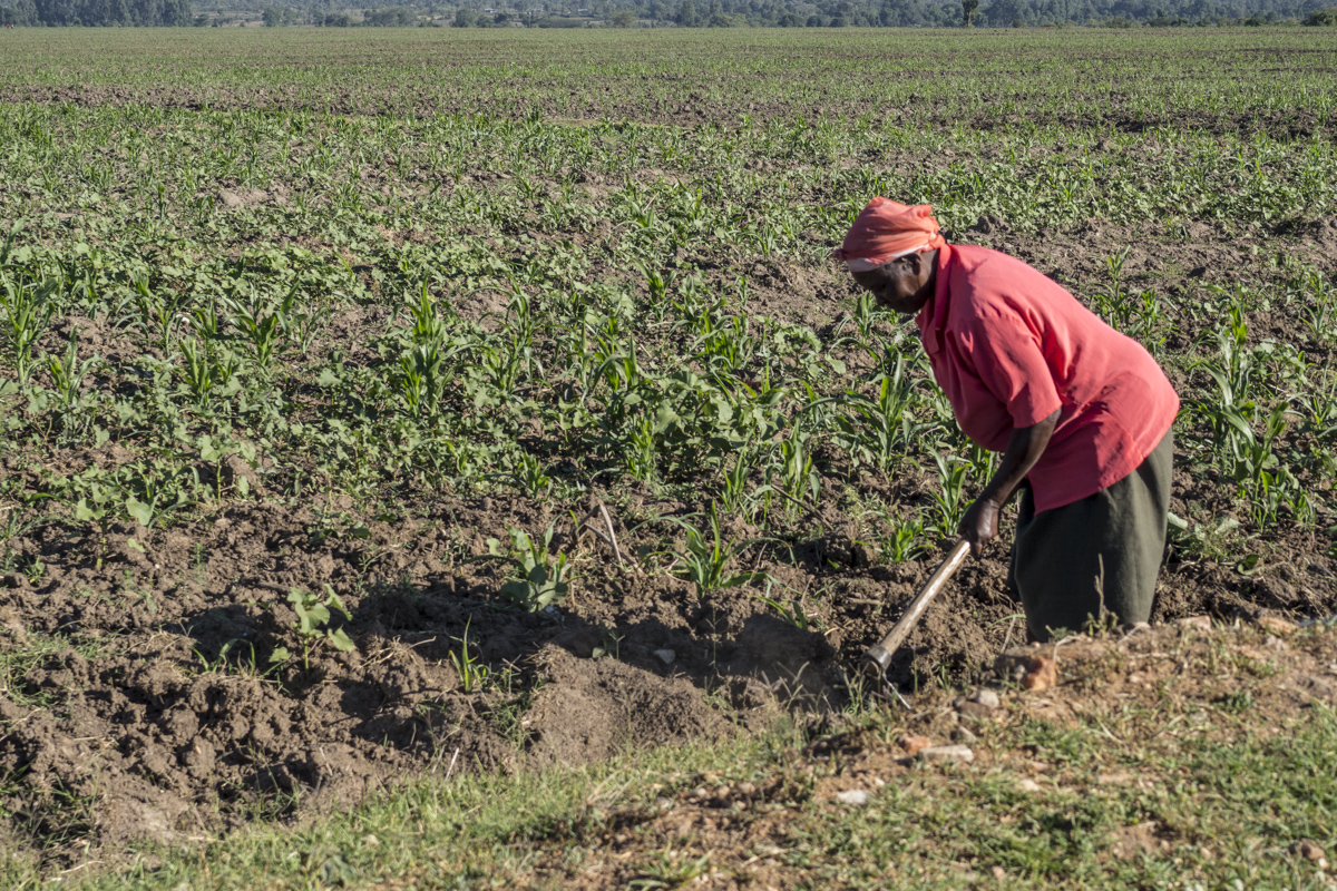 Working in the fields in Kenya  3010240