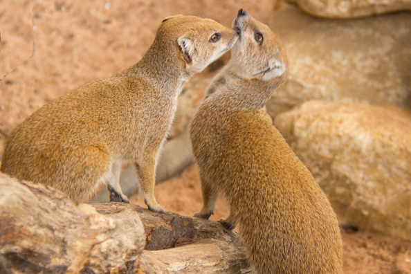 Yellow mongooses at Marwell Zoo in Hampshire