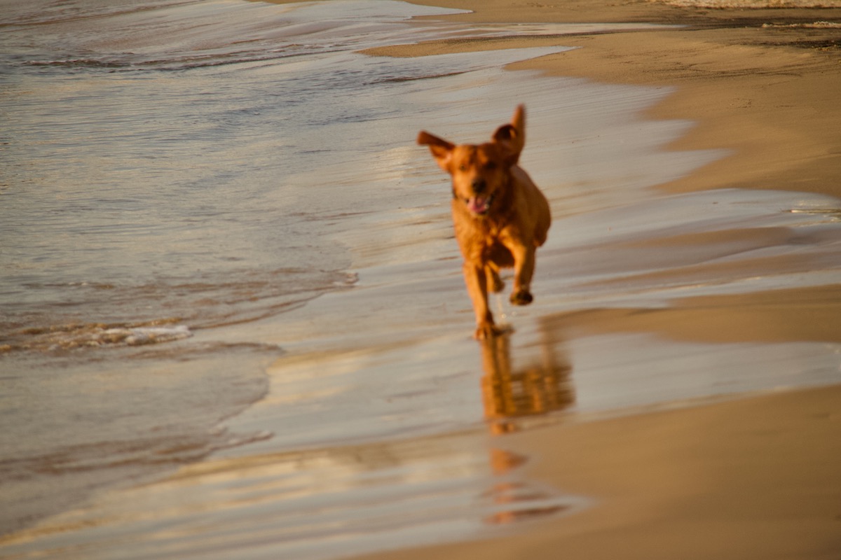 Young Dog Enjoying the Beach at Sandbnks in Dorset