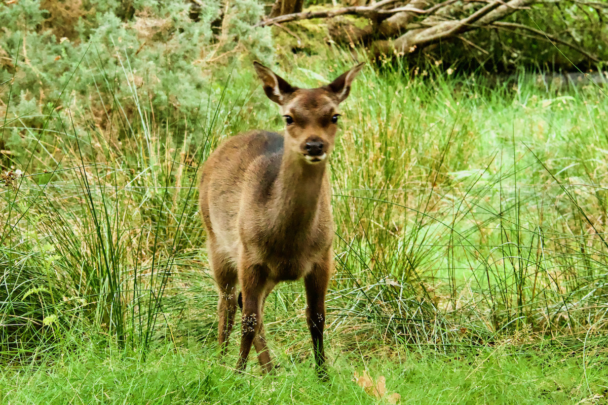 Young Sika Deer on Brownsea Island In Dorset