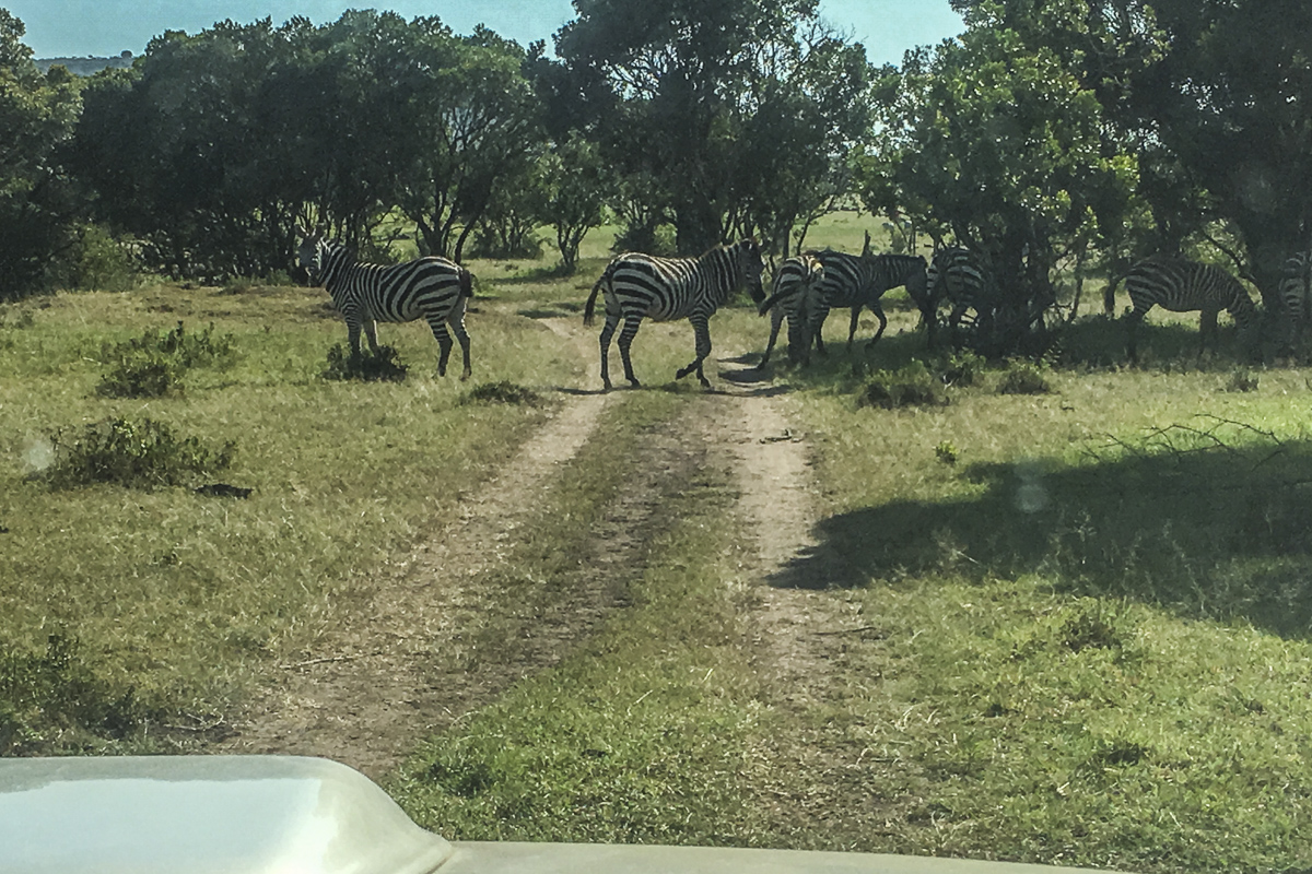 Zebra Crossing in the Enonkishu Conservancy, Kenya  0232